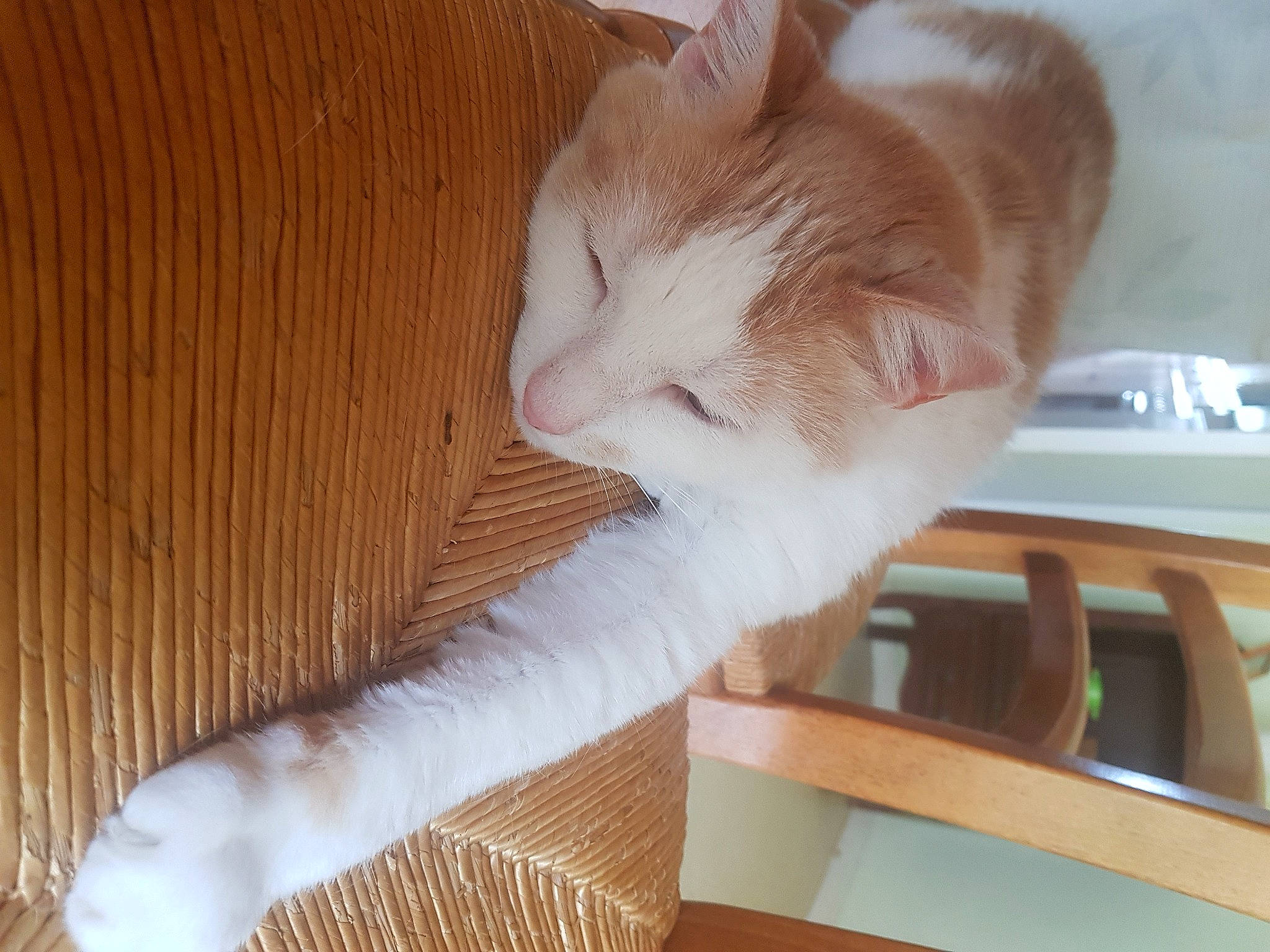 Achille participe au concours pour gagner de l'argent avec cette photo : carnivore, cat, cat_supply, comfort, domestic_short_haired_cat, fawn, felidae, flooring, fur, hardwood, kitchen_appliance, paw, pet_supply, plywood, room, small_to_medium_sized_cats, tail, whiskers, wood, wood_stain