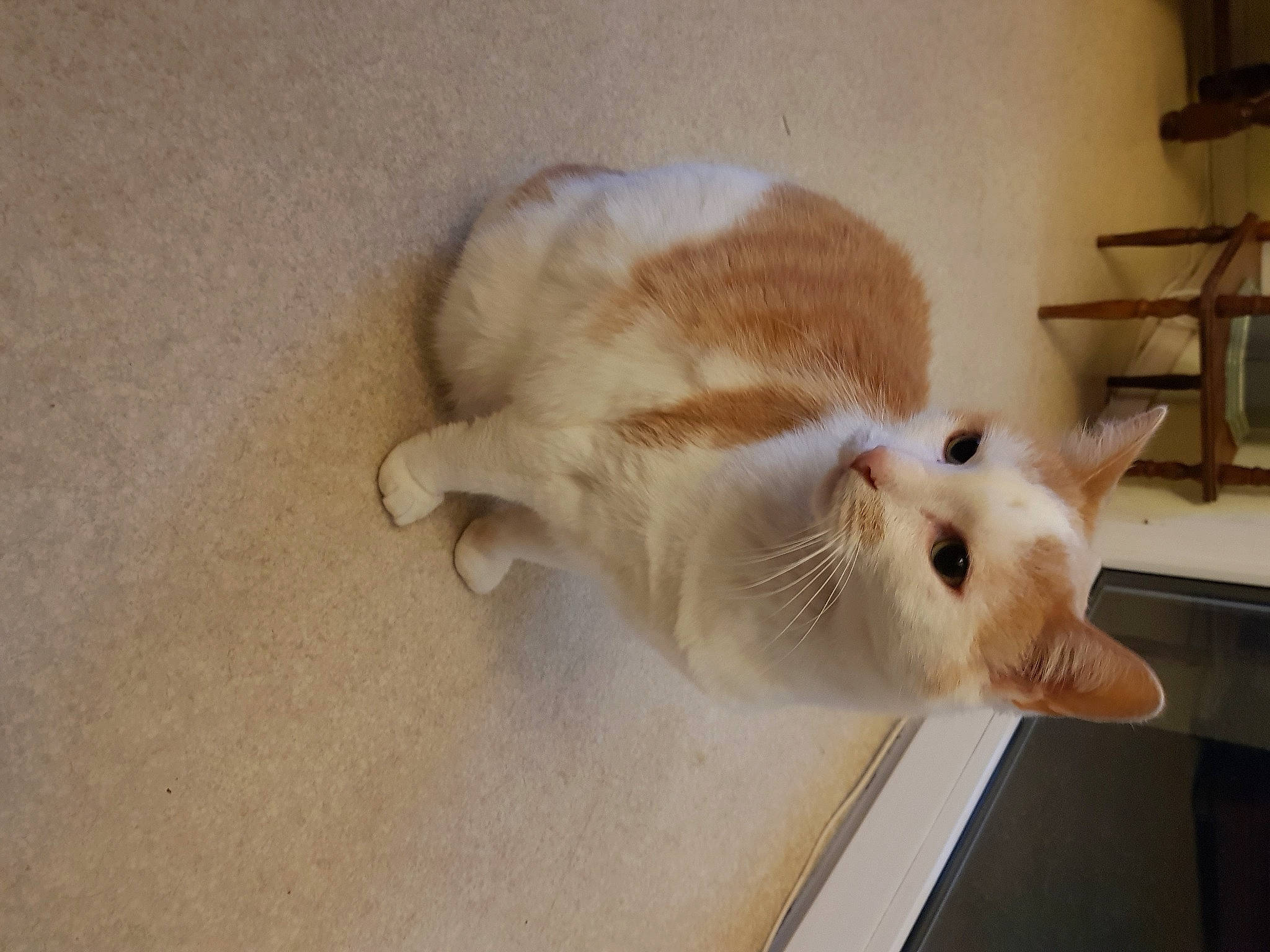 Achille participe au concours pour gagner de l'argent avec cette photo : carnivore, cat, claw, domestic_short_haired_cat, fawn, felidae, flooring, fur, hardwood, paw, shelf, small_to_medium_sized_cats, snout, tail, whiskers, wood