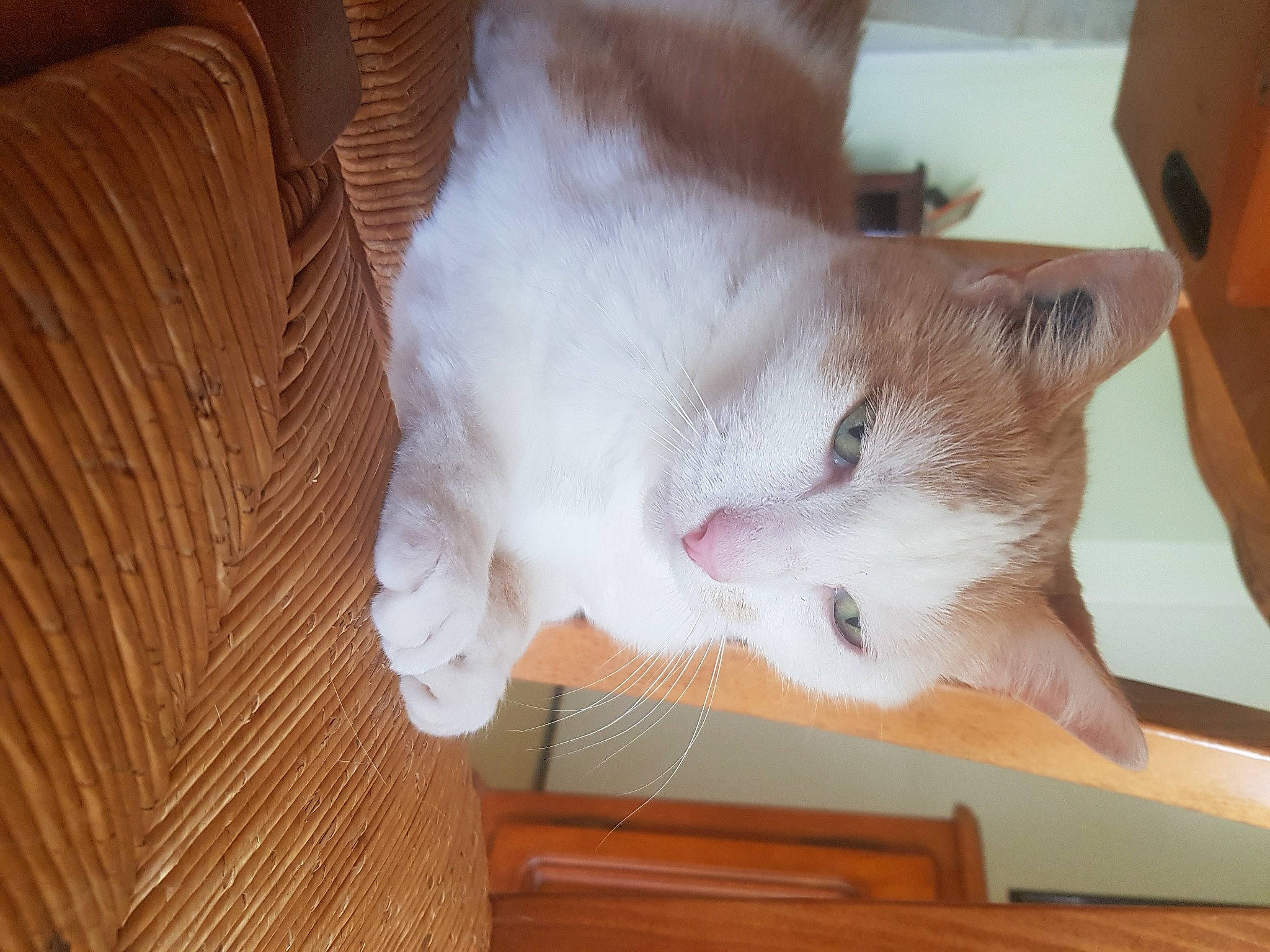 Achille a rejoint le concours — aidez-le/la à gagner de superbes lots ! carnivore, cat, claw, domestic_short_haired_cat, fawn, felidae, flooring, fur, hardwood, paw, room, small_to_medium_sized_cats, snout, tail, varnish, whiskers, wood, wood_stain