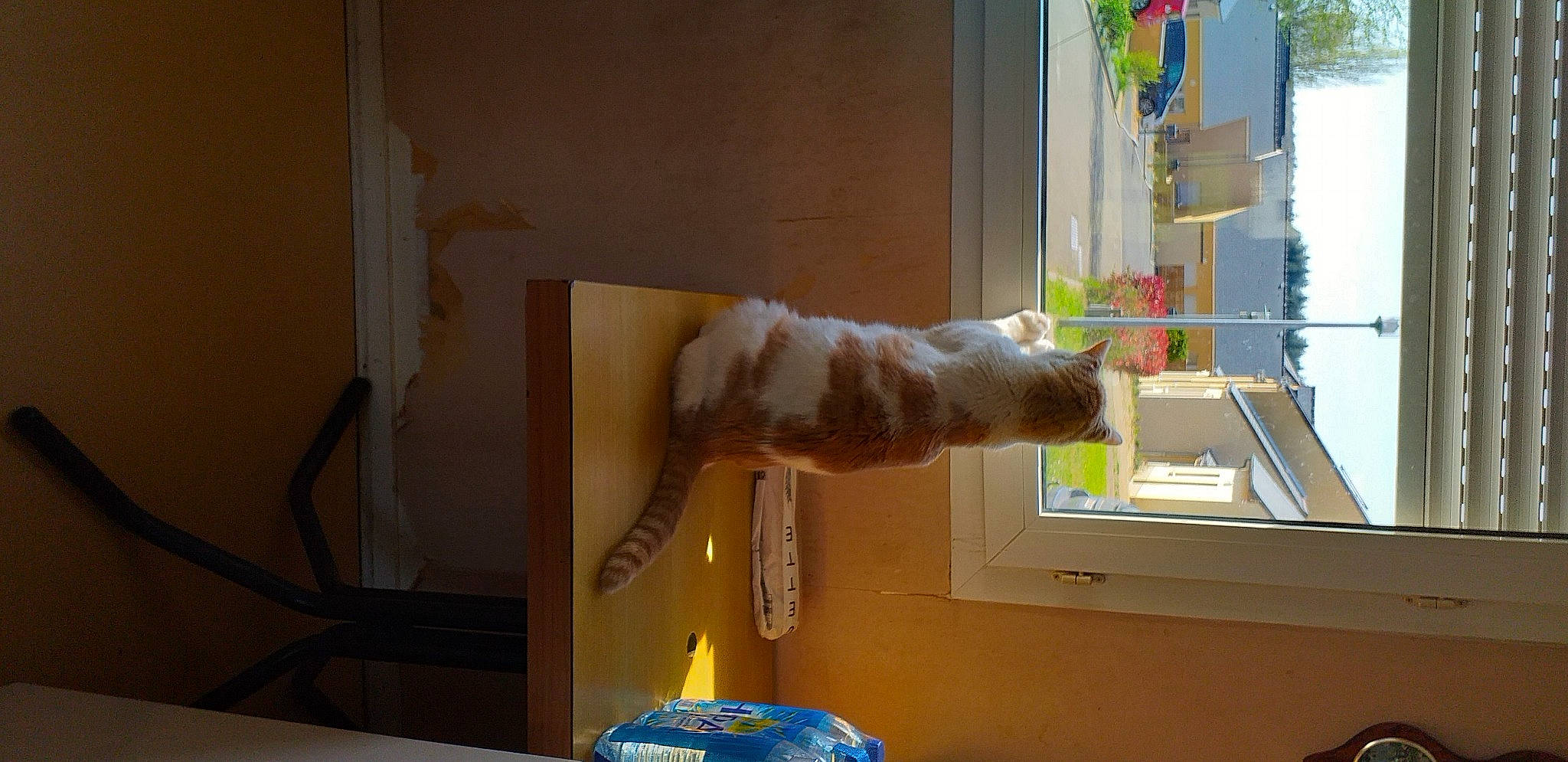 Achille a rejoint le concours — aidez-le/la à gagner de superbes lots ! art, canidae, carnivore, cat, felidae, fur, hardwood, machine, room, small_to_medium_sized_cats, sporting_group, tail, visual_arts, whiskers, window, wood