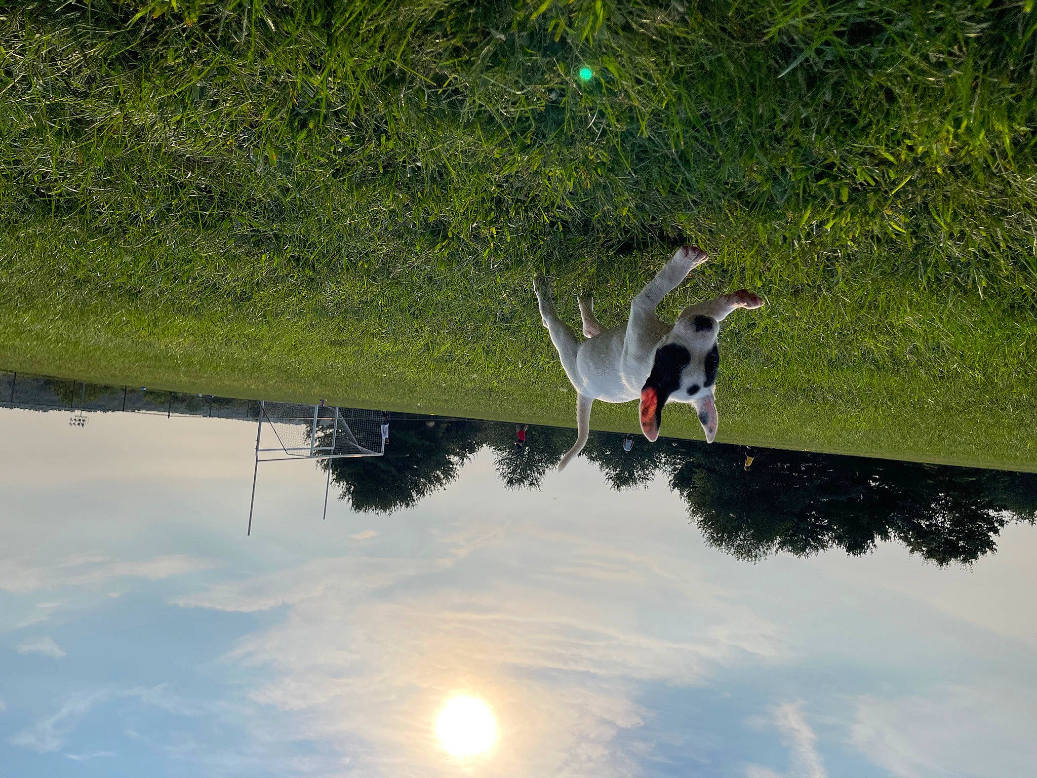Moo joined the competition — help win amazing prizes! beak, biome, bird, cloud, freshwater_marsh, grass, lacustrine_plain, lake, landscape, plant, reflection, reservoir, seabird, sky, tree, water, water_resources, watercourse, wetland, wing