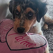 Aïka participe au concours pour gagner de l'argent avec cette photo : animal, carpet, close_up, couch, cute, dog, domestic, ears, fur, heart, indoor, lying_down, nose, pet, pet_toy, plush, puppy, rug, soft_toy, toy