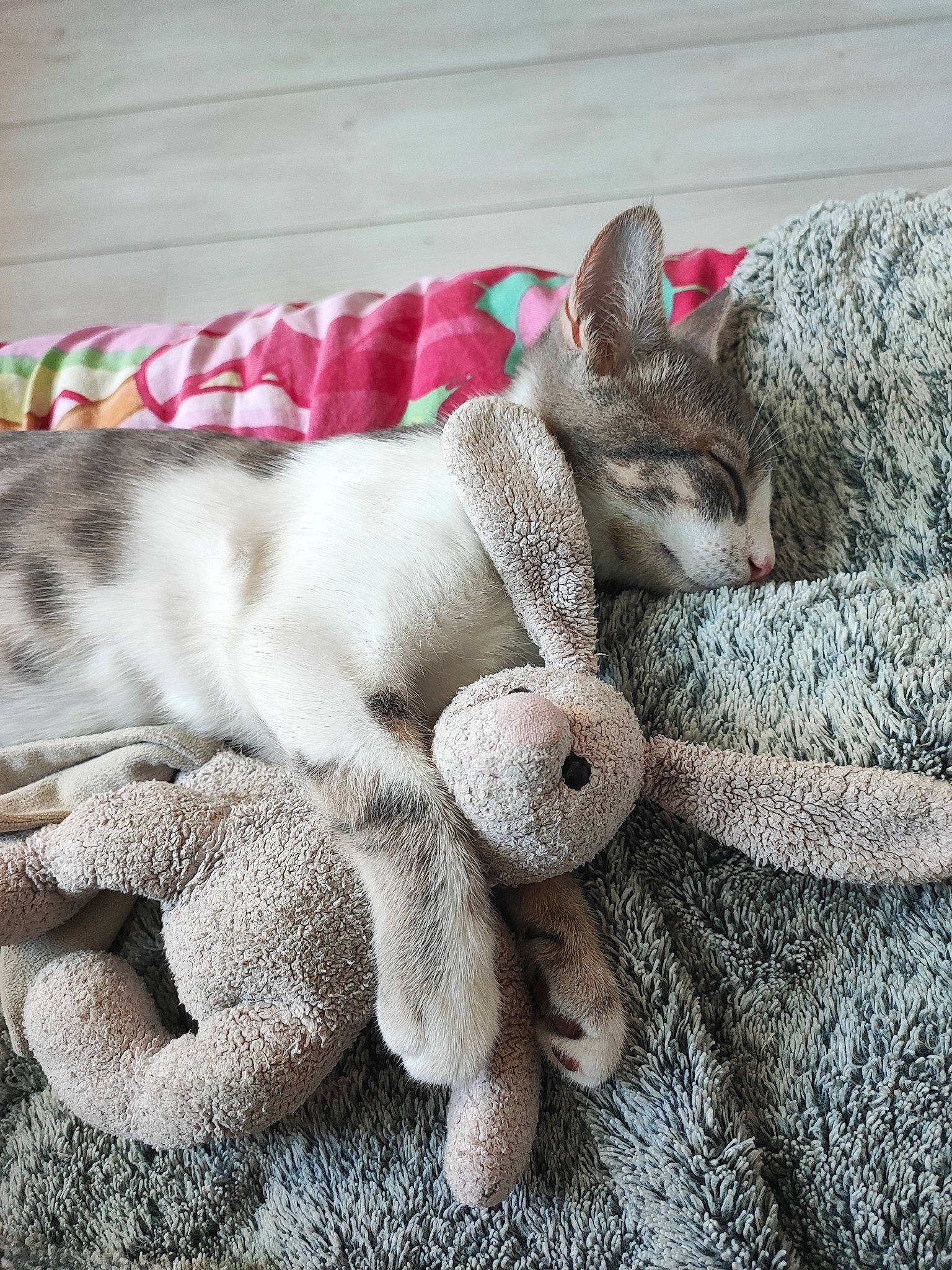 Toupie participe au concours pour gagner de l'argent avec cette photo : carnivore, cat, comfort, domestic_short_haired_cat, fawn, felidae, fur, grey, hat, linens, pattern, paw, plant, small_to_medium_sized_cats, tail, textile, thread, whiskers, wool, woven_fabric