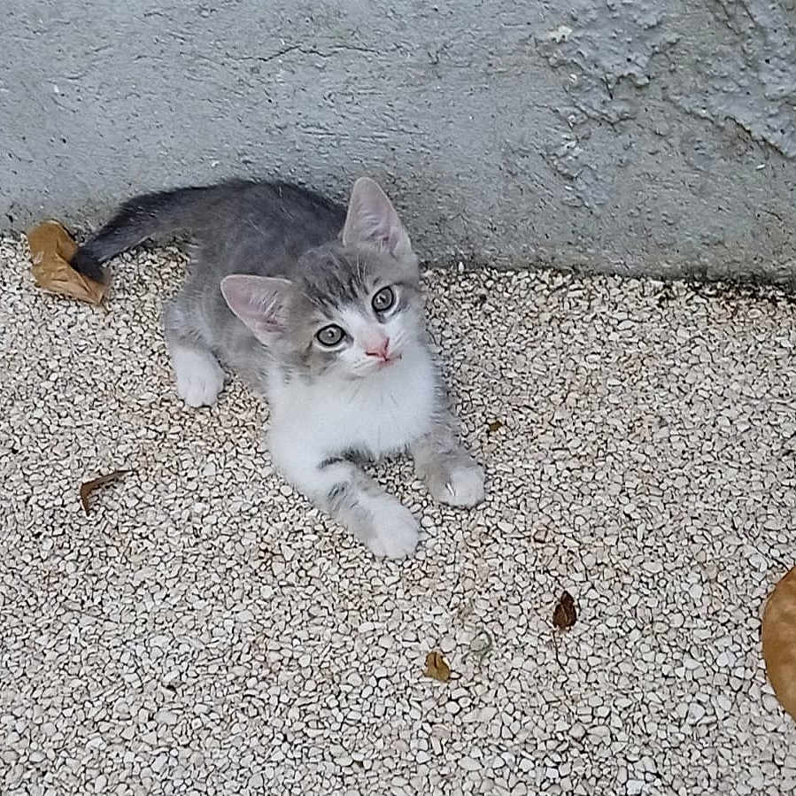 Toupie