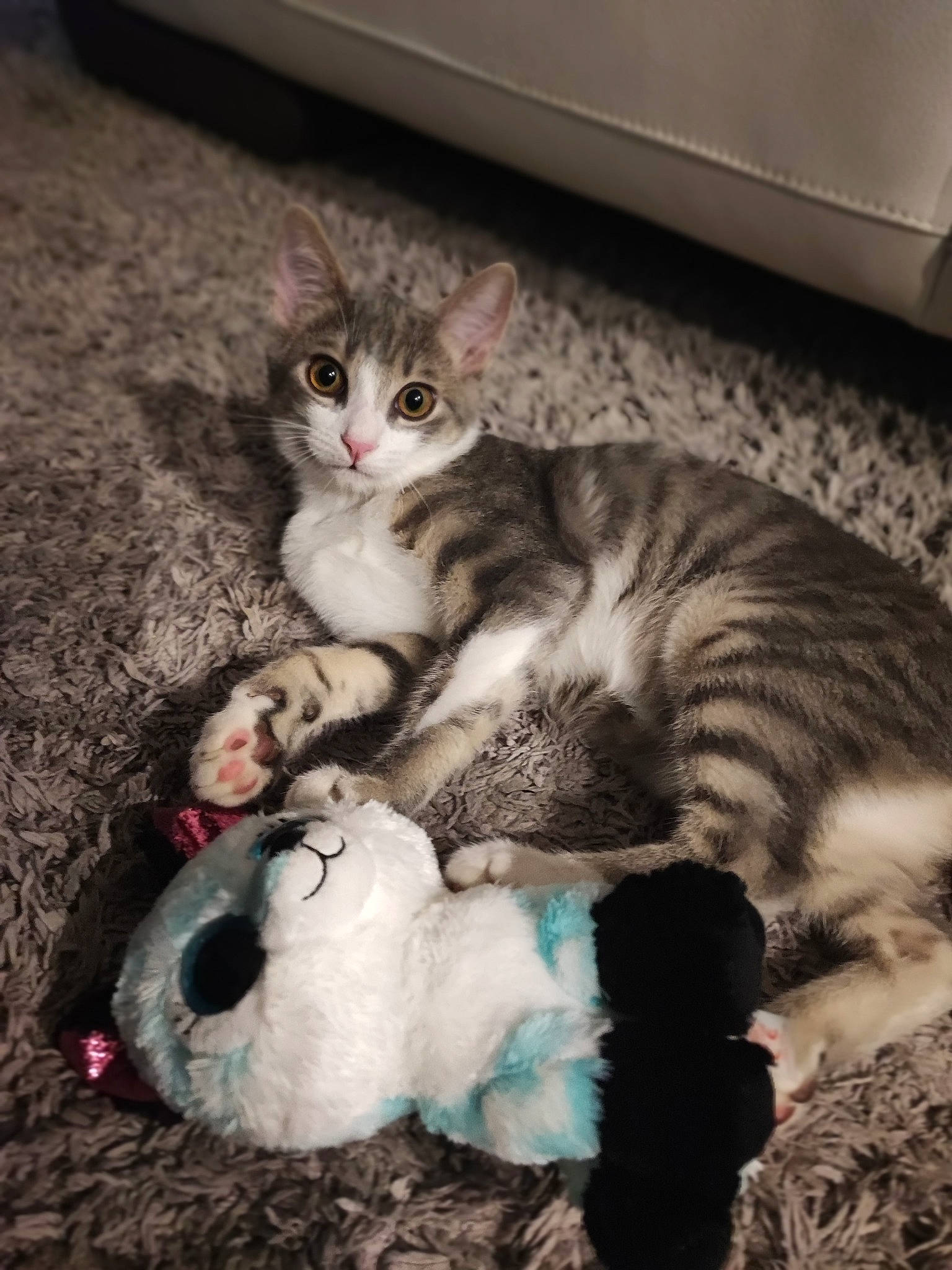 Toupie participe au concours pour gagner de l'argent avec cette photo : carnivore, cat, cat_toy, claw, comfort, domestic_short_haired_cat, felidae, foot, fur, grey, lap, nap, paw, sitting, small_to_medium_sized_cats, snout, tail, whiskers