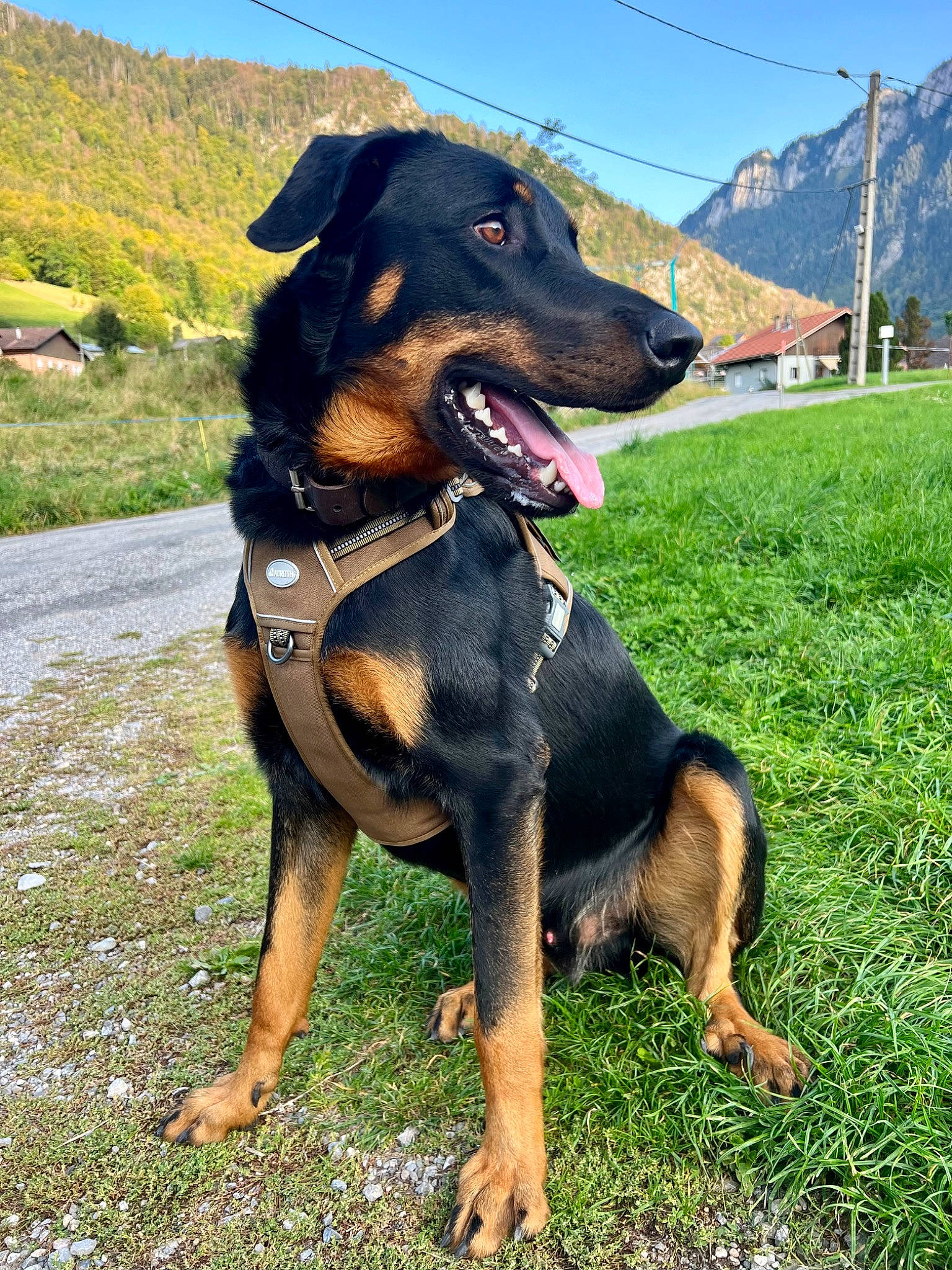 Horus a rejoint le concours — aidez-le/la à gagner de superbes lots ! canidae, carnivore, collar, companion_dog, dog, dog_breed, dog_collar, fawn, grass, guard_dog, hound, montenegrin_mountain_hound, mountain, plant, sky, snout, sporting_group, tree, windshield, working_animal
