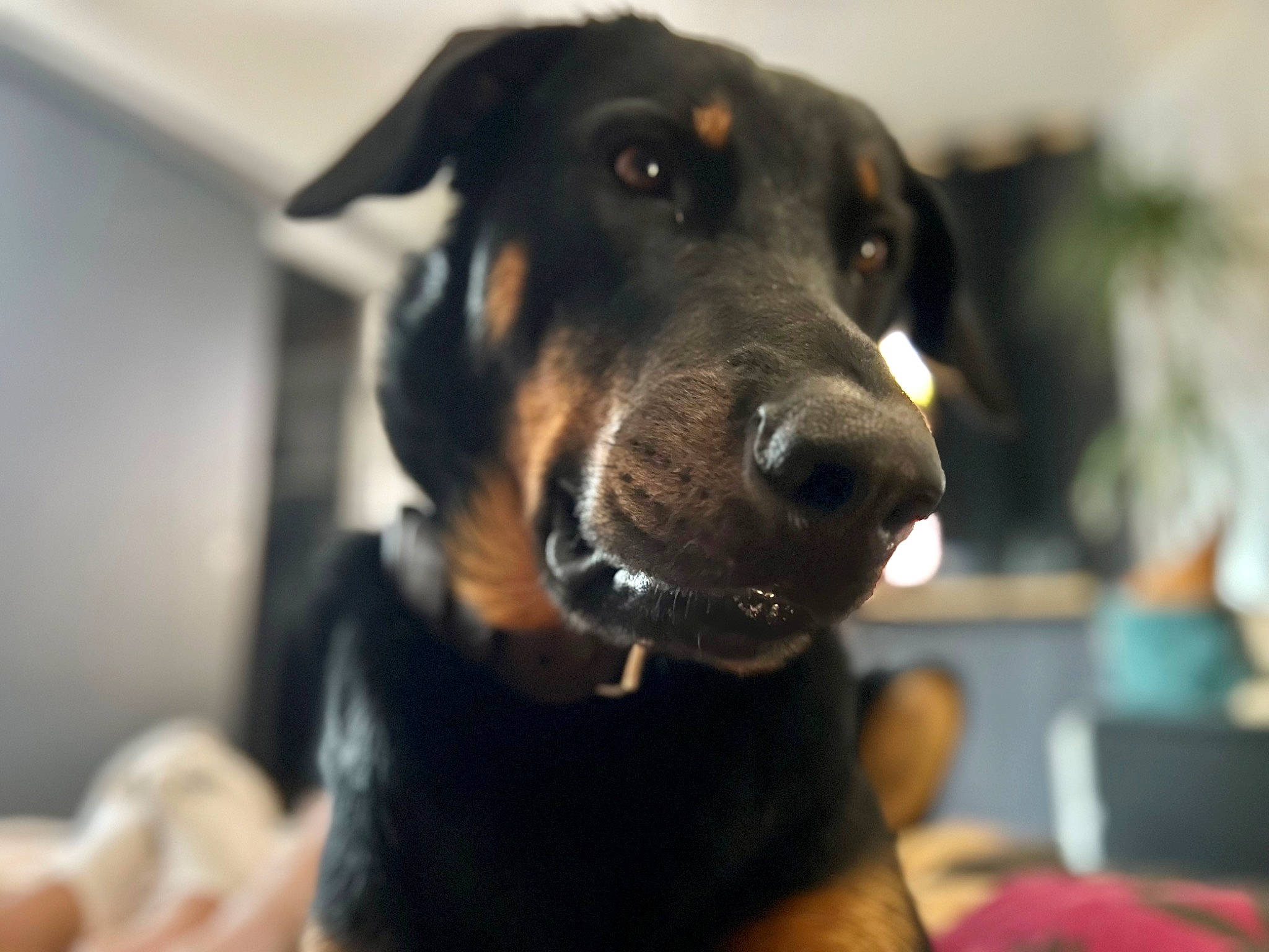 Horus a rejoint le concours — aidez-le/la à gagner de superbes lots ! canidae, carnivore, collar, companion_dog, dog, dog_breed, dog_collar, ear, fur, guard_dog, hunting_dog, rottweiler, snout, sporting_group, terrestrial_animal, whiskers, working_animal, working_dog