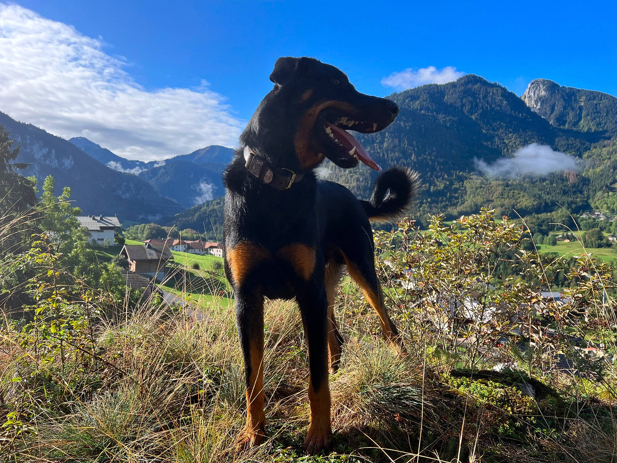 Horus a rejoint le concours — aidez-le/la à gagner de superbes lots ! adventure, canidae, carnivore, cloud, dog, dog_breed, fawn, grass, grassland, hill, landscape, liver, montenegrin_mountain_hound, mountain, mountain_range, plant, ridge, sky, sporting_group, working_animal