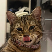 Luna a rejoint le concours — aidez-le/la à gagner de superbes lots ! cat, tabby, pet, animal, closeup, whiskers, ears, tongue, collar, leopard_print, feline, cute, indoor, household, fur, muzzle, playful, portrait, domestic, licking