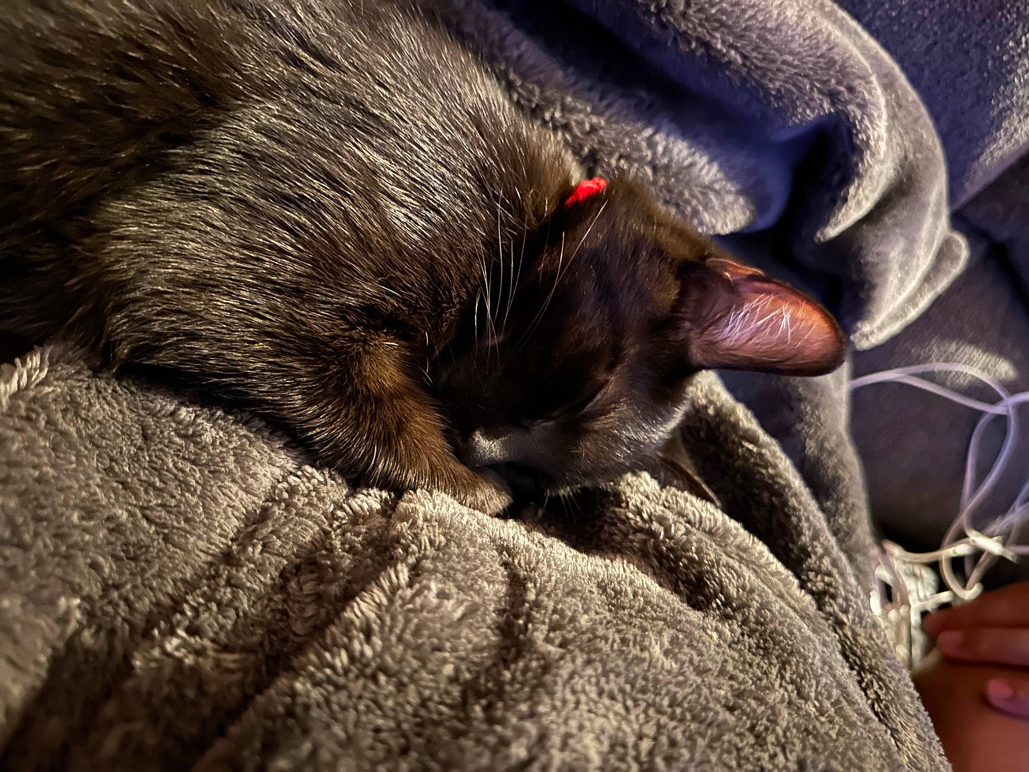 Loki joined the competition — help win amazing prizes! black_cat, carnivore, cat, claw, close_up, comfort, domestic_short_haired_cat, felidae, foot, fur, gesture, grey, human_leg, nap, paw, small_to_medium_sized_cats, snout, tail, terrestrial_animal, whiskers