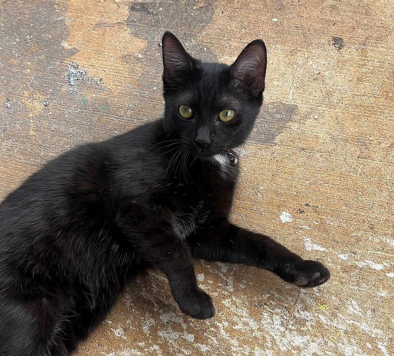 Loki joined the competition — help win amazing prizes! black_cat, bombay, carnivore, cat, claw, domestic_short_haired_cat, felidae, fur, havana_brown, paw, small_to_medium_sized_cats, snout, tail, terrestrial_animal, whiskers