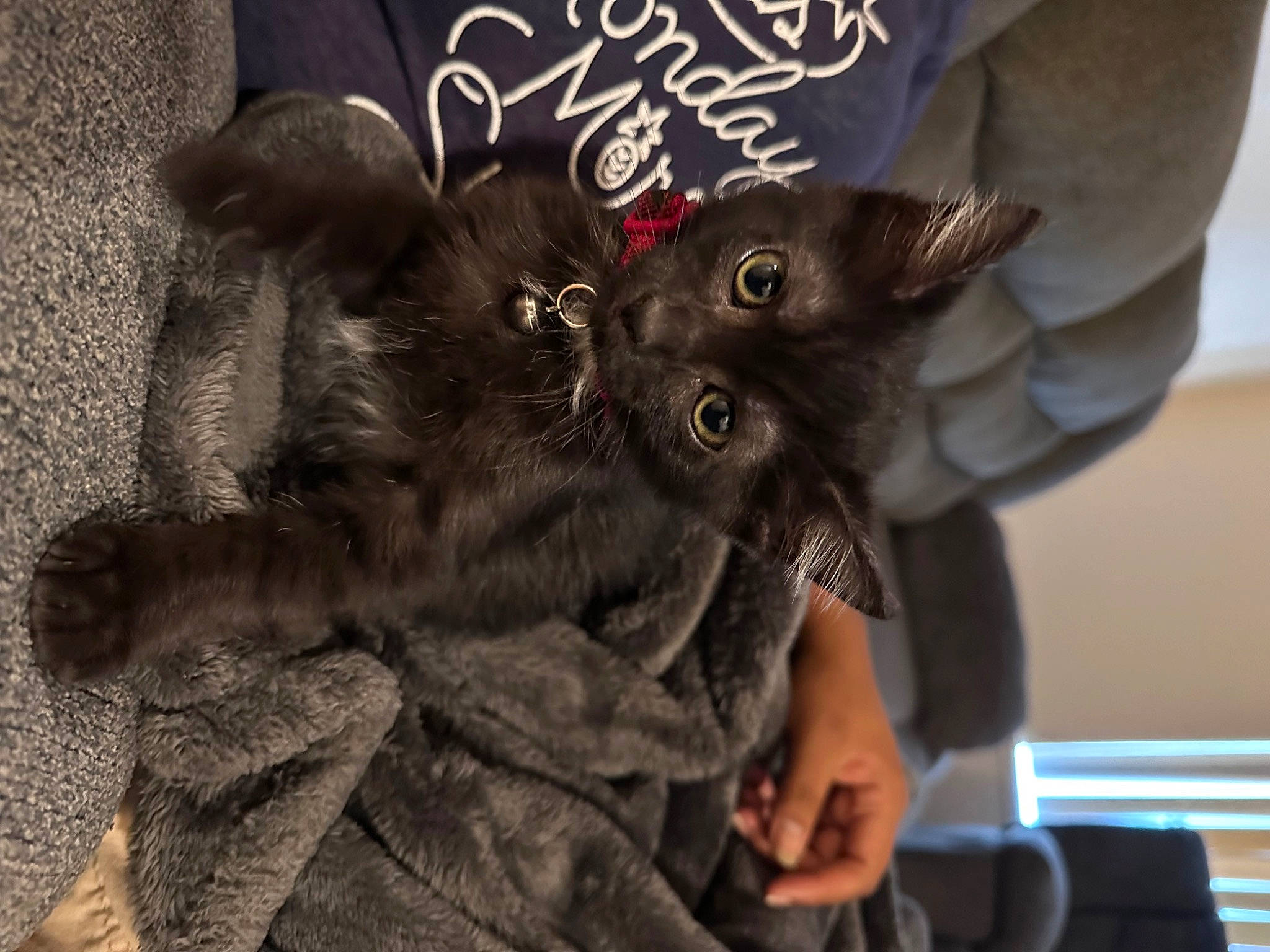 Loki is registered to the contest to win money with this photo: black_cat, cat, claw, domestic_short_haired_cat, ear, felidae, finger, fur, gesture, handwriting, nail, paw, small_to_medium_sized_cats, snout, thumb, whiskers