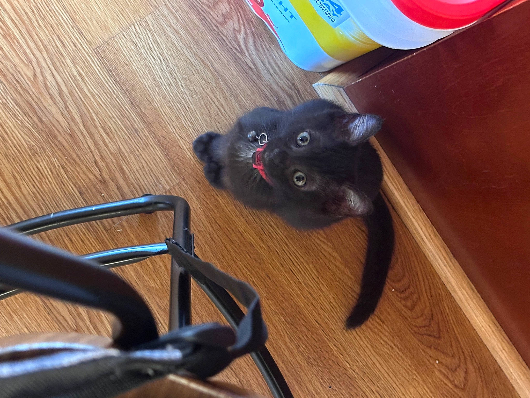 Loki joined the competition — help win amazing prizes! black_cat, bombay, carnivore, cat, cat_toy, comfort, dog_breed, domestic_short_haired_cat, felidae, floor, flooring, hardwood, paw, plant, small_to_medium_sized_cats, snout, tail, whiskers, wood, wood_stain