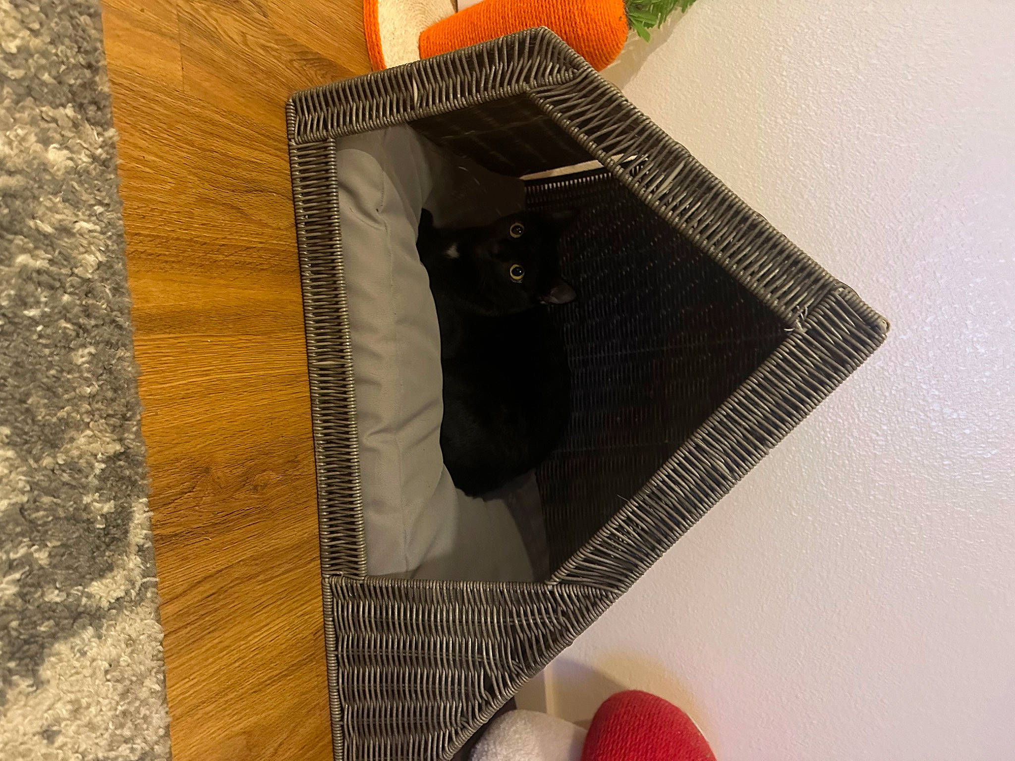 Chacha is registered to the contest to win money with this photo: brown, carmine, carnivore, cat, fawn, felidae, flooring, fur, hardwood, linens, pattern, pet_supply, plywood, rectangle, small_to_medium_sized_cats, tail, whiskers, window, wood, wood_stain