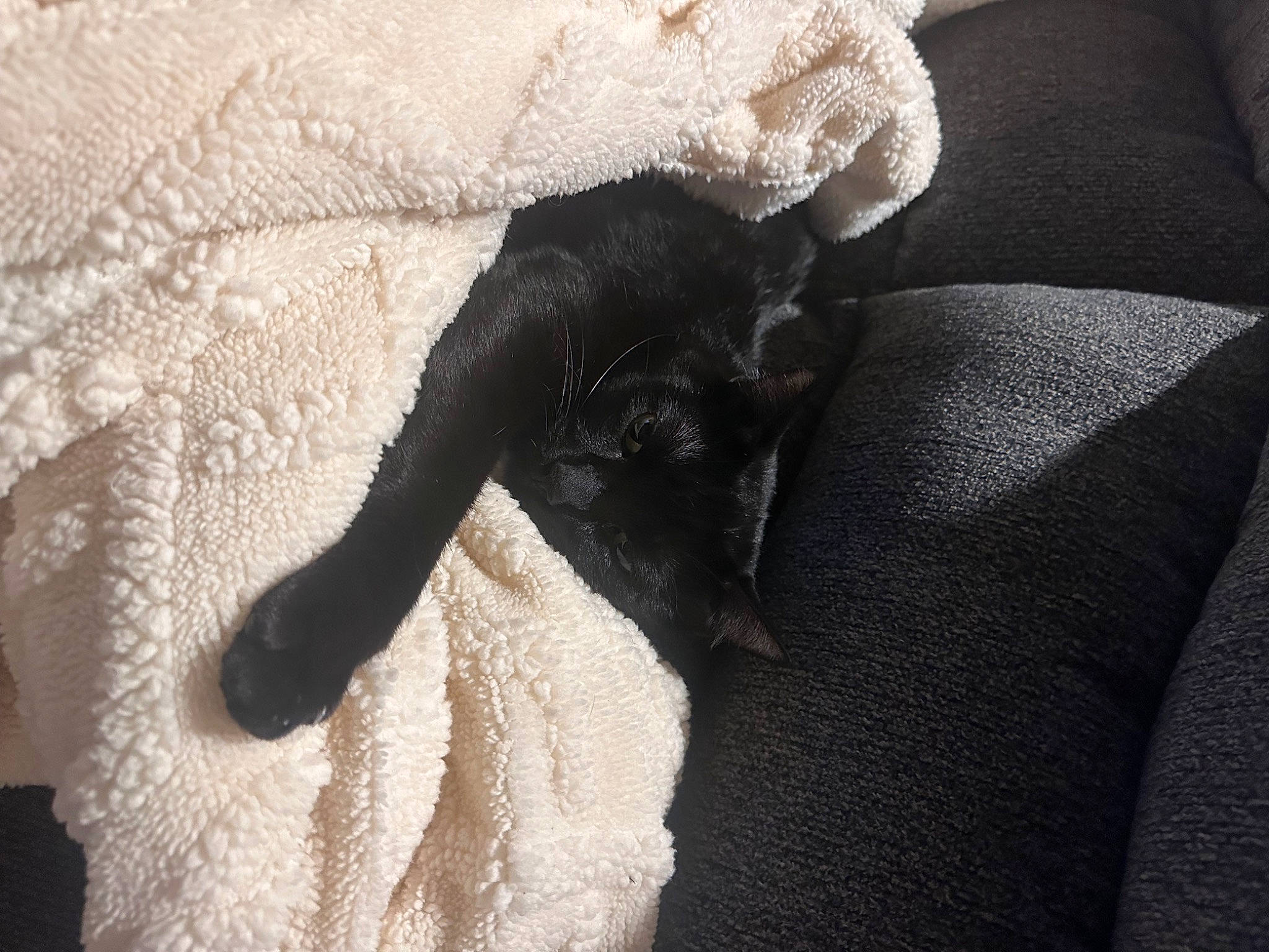 Chacha joined the competition — help win amazing prizes! carnivore, cat, claw, comfort, dog_breed, fashion_accessory, fawn, felidae, fur, gesture, human_leg, linens, paw, small_to_medium_sized_cats, snout, sporting_group, tail, tints_and_shades, whiskers, window