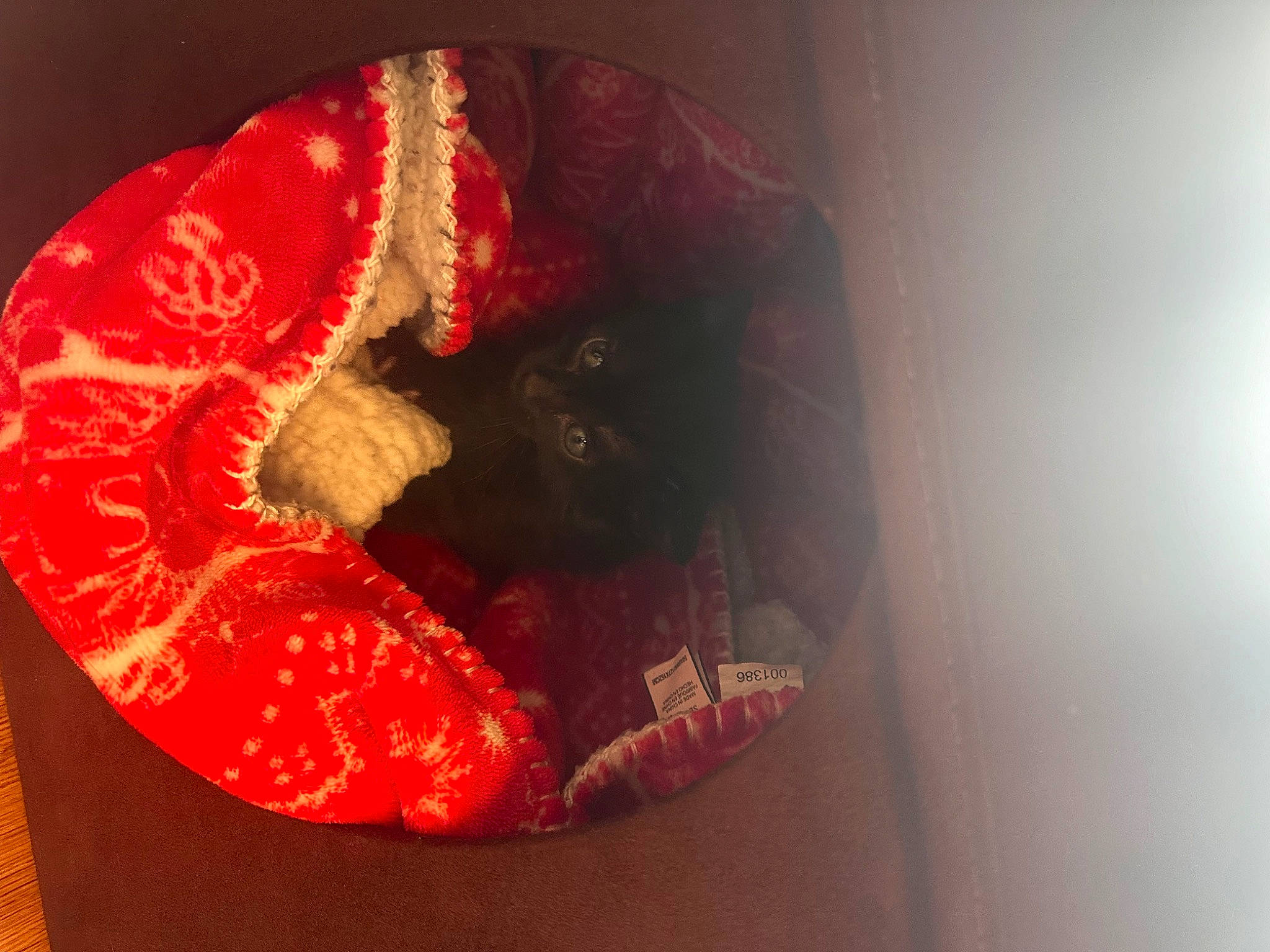 Luna joined the competition — help win amazing prizes! art, artifact, carmine, coquelicot, fashion_accessory, flesh, jaw, macro_photography, peach, petal, sleeve, still_life_photography, strawberries, strawberry, visual_arts