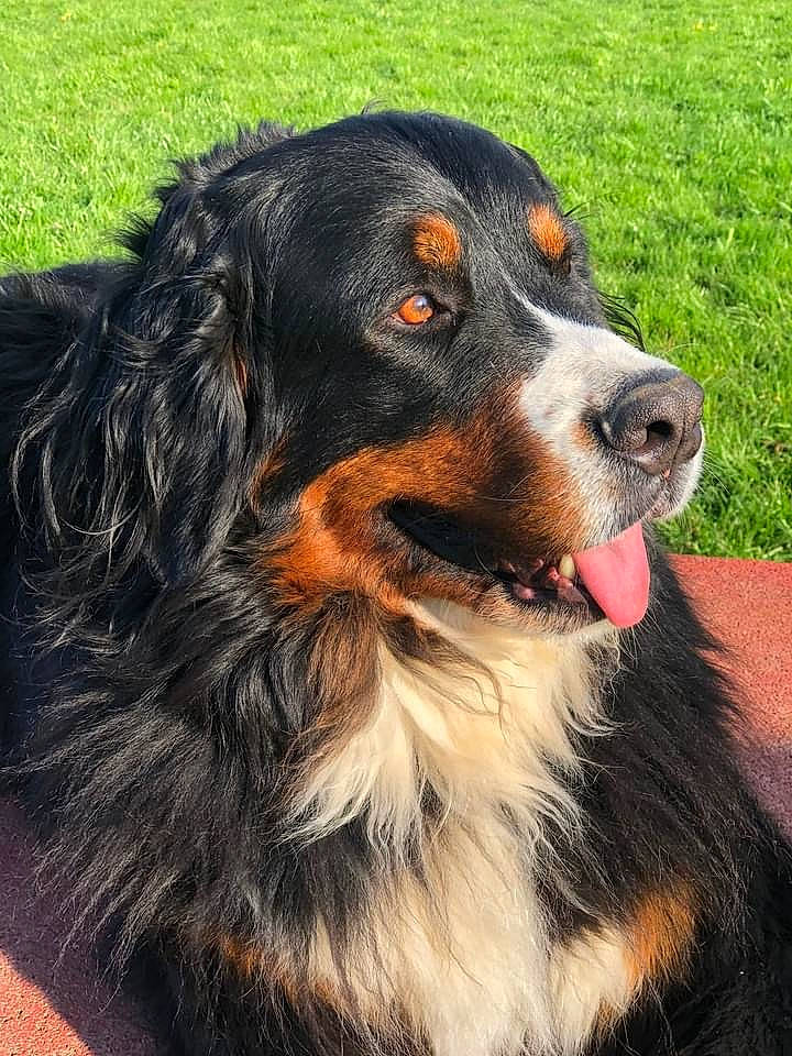 Lassie a rejoint le concours — aidez-le/la à gagner de superbes lots ! bernese_mountain_dog, canidae, carnivore, companion_dog, dog, dog_breed, fur, grass, hunting_dog, snout, sporting_group, terrestrial_animal, working_animal, working_dog