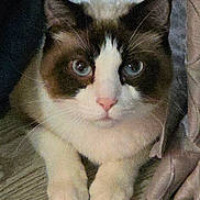 Cottonball is registered to the contest to win money with this photo: cat, tuxedo_cat, pet, animal, feline, black_and_white, blue_eyes, whiskers, paws, crossed_paws, close_up, portrait, indoor, cozy, blanket, carpet, lying_down, staring, cute, photography
