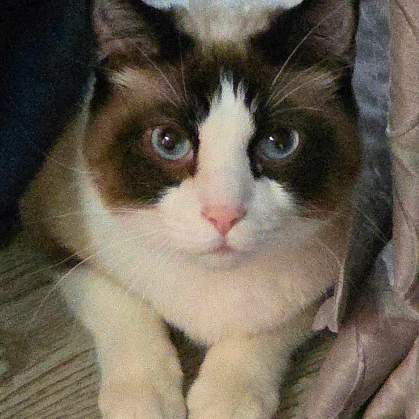 Cottonball is registered to the contest to win money with this photo: cat, tuxedo_cat, pet, animal, feline, black_and_white, blue_eyes, whiskers, paws, crossed_paws, close_up, portrait, indoor, cozy, blanket, carpet, lying_down, staring, cute, photography