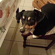 Snoopy a rejoint le concours — aidez-le/la à gagner de superbes lots ! animal, black_and_tan, chair, dog, dresser, ears, eyes, face, home, indoor, lying_down, mouth, nose, pet, portrait, side_eye, sitting, small_dog, tablecloth, tiled_floor