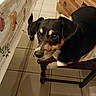 animal, black_and_tan, chair, dog, dresser, ears, eyes, face, home, indoor, lying_down, mouth, nose, pet, portrait, side_eye, sitting, small_dog, tablecloth, tiled_floor