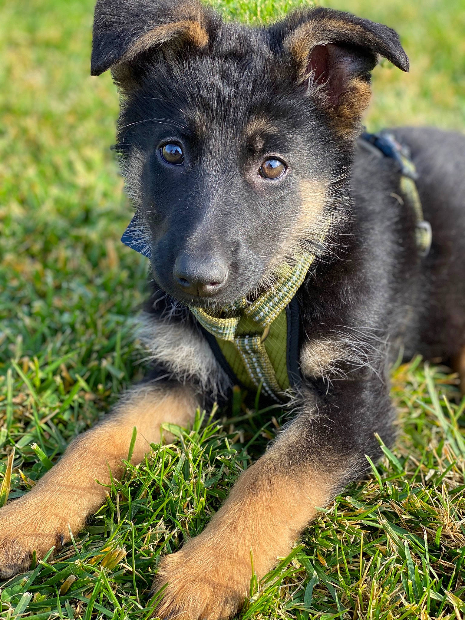 Leia is registered to the contest to win money with this photo: canidae, carnivore, companion_dog, dog, dog_breed, foot, fur, grass, guard_dog, jaw, organ, organism, puppy, skin, snout, sporting_group, terrestrial_animal, vertebrate, working_animal, working_dog