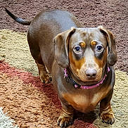 Maggie Mae joined the competition — help win amazing prizes! dog, dachshund, pet, animal, brown_dog, carpet, indoor, looking_up, ears, tail, collar, fur, cute, small_dog, floor, domestic_animal, canine, companion, alert, portrait