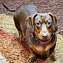 dog, dachshund, pet, animal, brown_dog, carpet, indoor, looking_up, ears, tail, collar, fur, cute, small_dog, floor, domestic_animal, canine, companion, alert, portrait