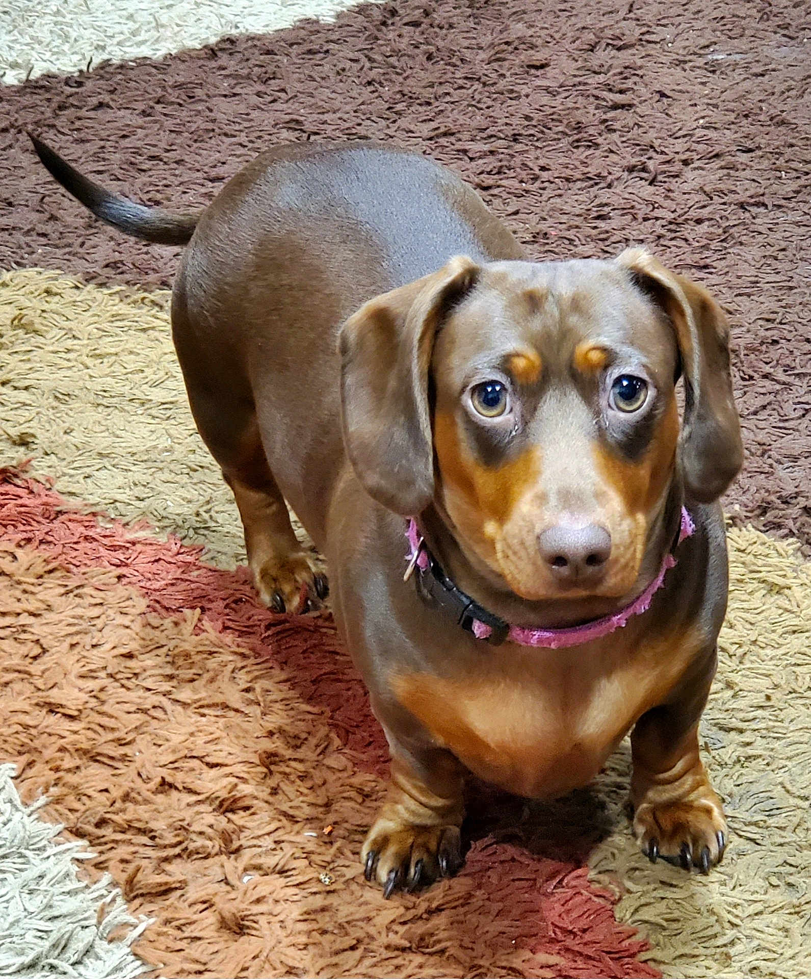 Maggie Mae joined the competition — help win amazing prizes! dog, dachshund, pet, animal, brown_dog, carpet, indoor, looking_up, ears, tail, collar, fur, cute, small_dog, floor, domestic_animal, canine, companion, alert, portrait