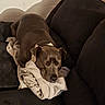 dog, sleeping, blanket, couch, indoor, pet, resting, brown_dog, cozy, relaxed, fur, mammal, canine, domestic_animal, quiet, shadow, soft_texture, comfortable, home, nap