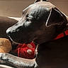 Nina a rejoint le concours — aidez-le/la à gagner de superbes lots ! dog, sunlight, couch, collar, plush_toy, indoor, pet, relaxed, brown, shadow, side_profile, animal, resting, comfort, cozy, domestic, fur, canine, portrait, quiet