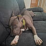 dog, canine, pet, sofa, indoor, relaxed, brown_dog, white_paws, collar, furniture, resting, ears, paw, living_room, door, floor, couch, house, domestic_animal, animal