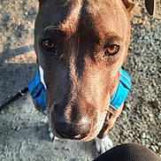 Nina a rejoint le concours — aidez-le/la à gagner de superbes lots ! dog, closeup, brown_dog, blue_harness, outdoor, pet, animal, looking_up, sunlight, shadow, leash, ground, person_leg, curious, ears, snout, portrait, daylight, canine, fur