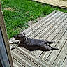 dog, black_dog, wooden_deck, grass, outdoor, sunny, relaxed, pet, canine, tongue_out, daylight, nature, lawn, animal, summer, resting, sunbathing, backyard, quiet, peaceful