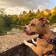 Xana participe au concours pour gagner de l'argent avec cette photo : alert, brown_dog, dog, golden_hour, harness, houses, landscape, nature, outdoor, pet, portrait, river, riverside, scenic, side_profile, stone_wall, sunset, trees, village, water