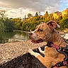 alert, brown_dog, dog, golden_hour, harness, houses, landscape, nature, outdoor, pet, portrait, river, riverside, scenic, side_profile, stone_wall, sunset, trees, village, water