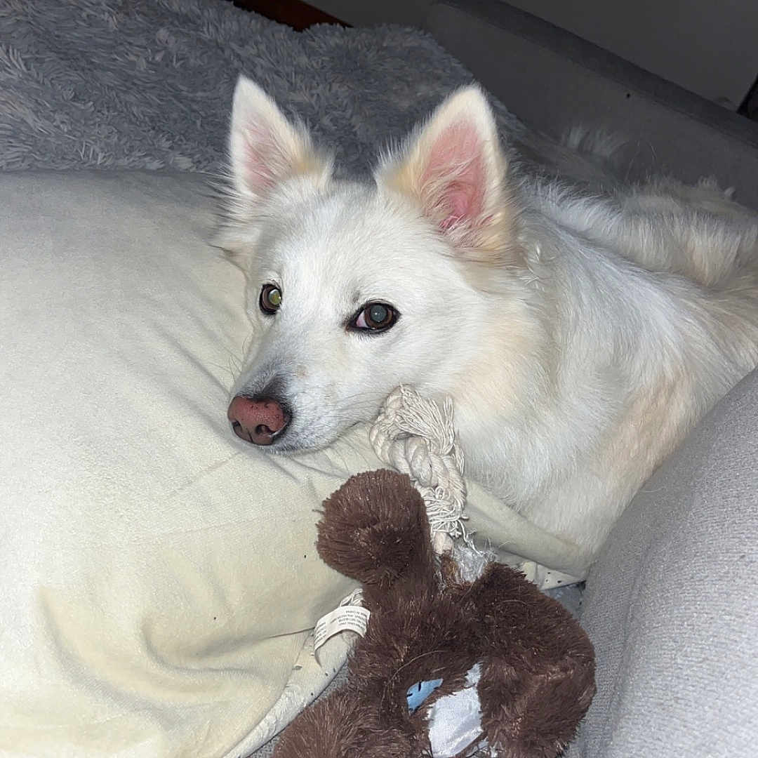 Olaf a rejoint le concours — aidez-le/la à gagner de superbes lots ! animal, canine, dog, eskimodog, husky, pet, plush, puppy, terrier, toy, whitedog