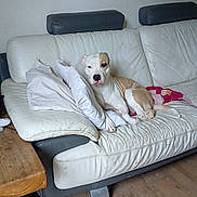 Mya a rejoint le concours — aidez-le/la à gagner de superbes lots ! blanket, brown_dog, canine, comfort, couch, dog, domestic_animal, furniture, home, house, indoor, leather, living_room, pet, pillow, relaxed, resting, wall, white_couch, wooden_floor