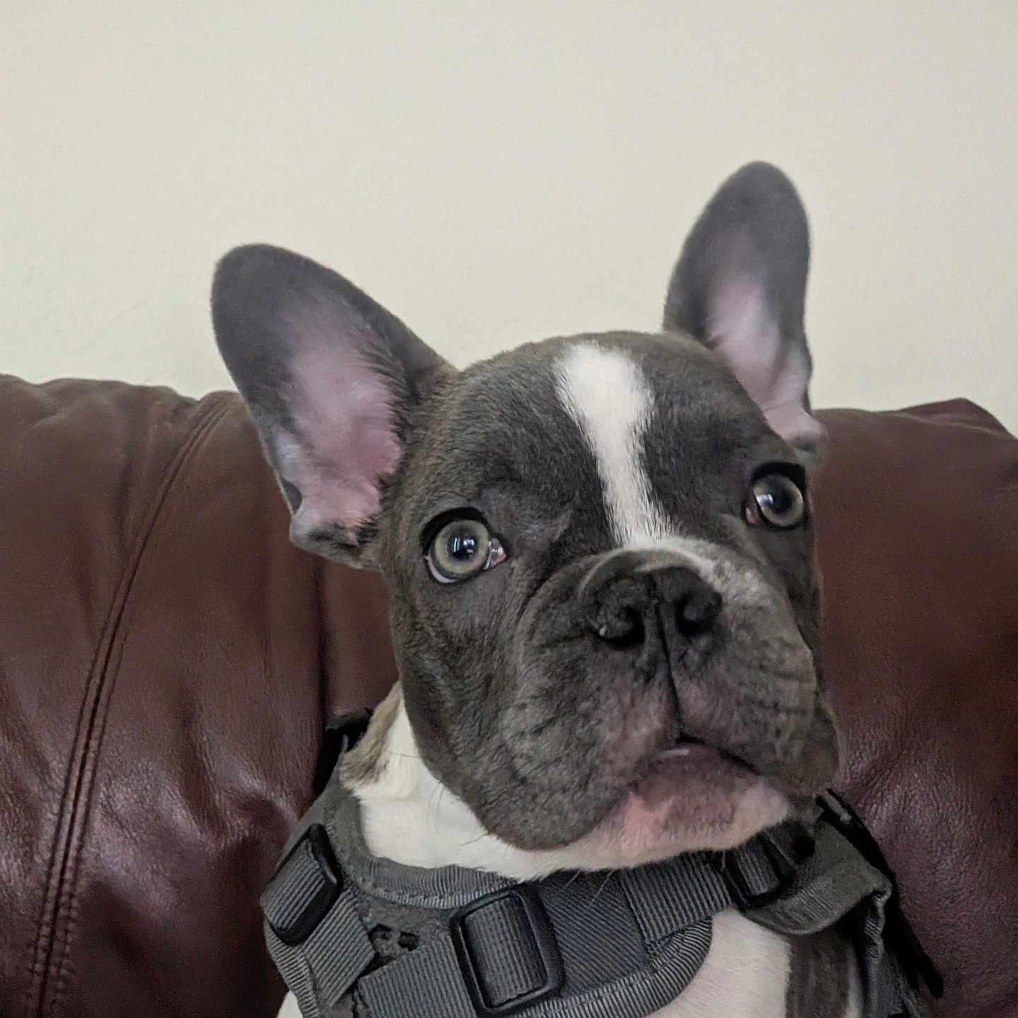 Pepper