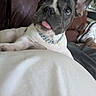 dog, french_bulldog, puppy, pet, animal, portrait, close_up, tongue_out, large_ears, white_and_gray, collar, sparkly_collar, sitting, lounging, indoors, couch, lap, human, tattoo, funny_expression