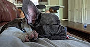 Pepper is registered to the contest to win money with this photo: dog, dogs, french_bulldog, sleeping, sleepy, cuddling, pets, animal, canine, bed, blanket, paws, collar, indoor, home, cozy, relaxed, portrait, close_up, nap