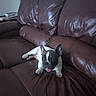 Pepper is registered to the contest to win money with this photo: dog, french_bulldog, puppy, pet, animal, sitting, lying_down, couch, sofa, leather, brown, white, black, tongue, ears, portrait, indoors, living_room, relaxed, cute
