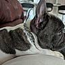 Pepper joined the competition — help win amazing prizes! dog, french_bulldog, pet, animal, black_and_white, short_hair, bat_ears, large_ears, close_up, portrait, lying_down, cushion, couch, collar, rhinestones, indoors, living_room, dining_room, blurred_background, relaxed