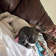 Pepper is registered to the contest to win money with this photo: dog, puppy, sleeping, resting, bed, blanket, pillow, couch, indoor, home, pet, animal, cute, relaxed, nap, lying_down, brown_dog, gray_dog, snuggling, cozy