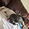 dog, puppy, sleeping, resting, bed, blanket, pillow, couch, indoor, home, pet, animal, cute, relaxed, nap, lying_down, brown_dog, gray_dog, snuggling, cozy