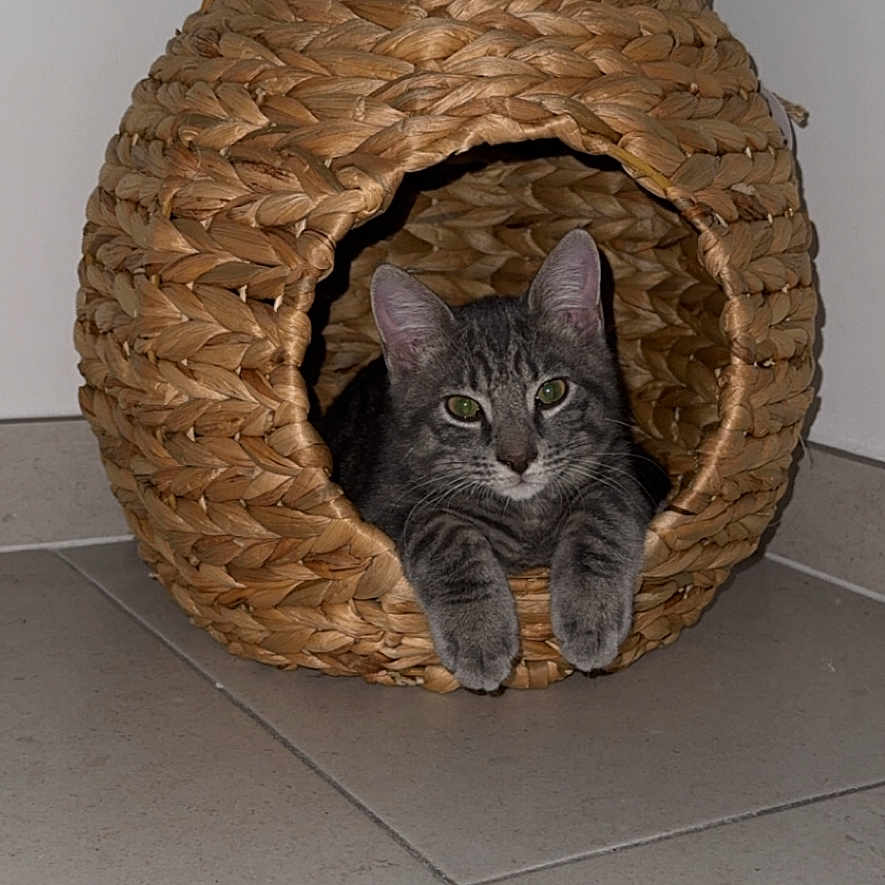 Mason participe au concours pour gagner de l'argent avec cette photo : abyssinian, alloywheel, animal, basket, box, car, carwheel, cat, den, doghouse, hardwood, hole, indoors, kennel, kitten, machine, manx, pet, plywood, wood
