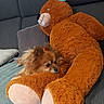 dog, puppy, small_dog, fluffy, brown_fur, teddy_bear, stuffed_animal, cuddling, couch, sofa, indoor, pet, cute, portrait, cozy, resting, sitting, animal_face, plush_toy, comfort