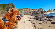 Jasmine participe au concours pour gagner de l'argent avec cette photo : dog, dogs, beach, seaside, coastline, ocean, rocky_shore, sand, seaweed, cliffs, rock_formations, blue_sky, sunny, outdoors, harness, panting, long_hair, foreground, background, beach_houses