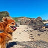 dog, dogs, beach, seaside, coastline, ocean, rocky_shore, sand, seaweed, cliffs, rock_formations, blue_sky, sunny, outdoors, harness, panting, long_hair, foreground, background, beach_houses