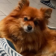 Jasmine participe au concours pour gagner de l'argent avec cette photo : dog, puppy, fluffy, furry, orange, copper_coat, pointed_ears, dark_eyes, black_nose, animal, pet, portrait, close_up, indoors, tile_floor, cushion, striped_fabric, slippers, lounging, cute